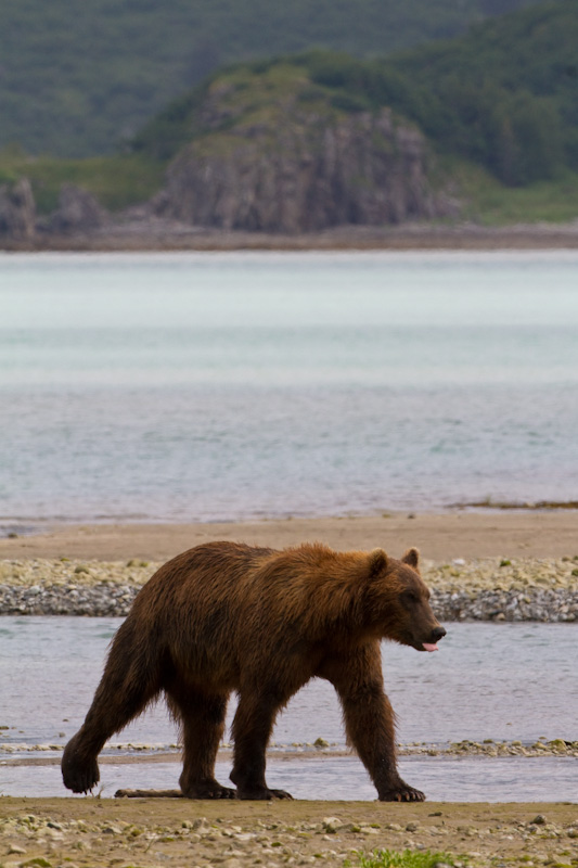 Grizzly Bear